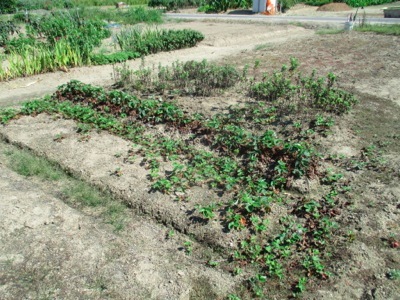 家庭菜園 甘いイチゴの栽培方法 まとめダネ