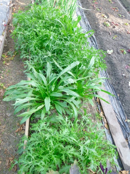 水菜と壬生菜栽培