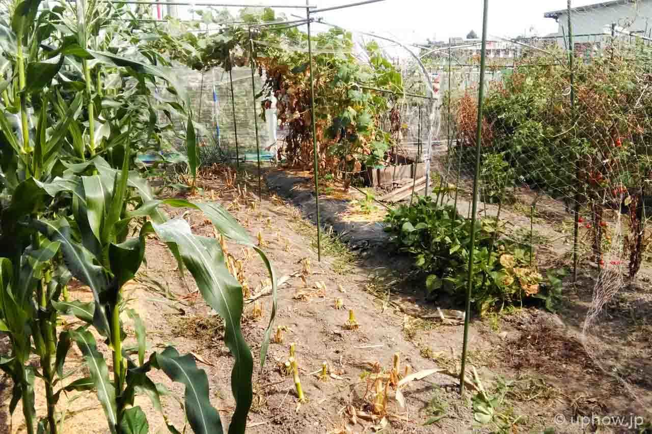 野菜の連作を防ぐ方法について まとめダネ 野菜の連作を防ぐ方法について まとめダネ